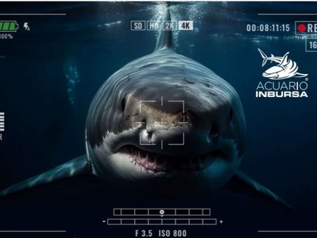 Tiburones: Los Reyes del Mar”, la nueva experiencia inmersiva del Acuario Inbursa para este verano.