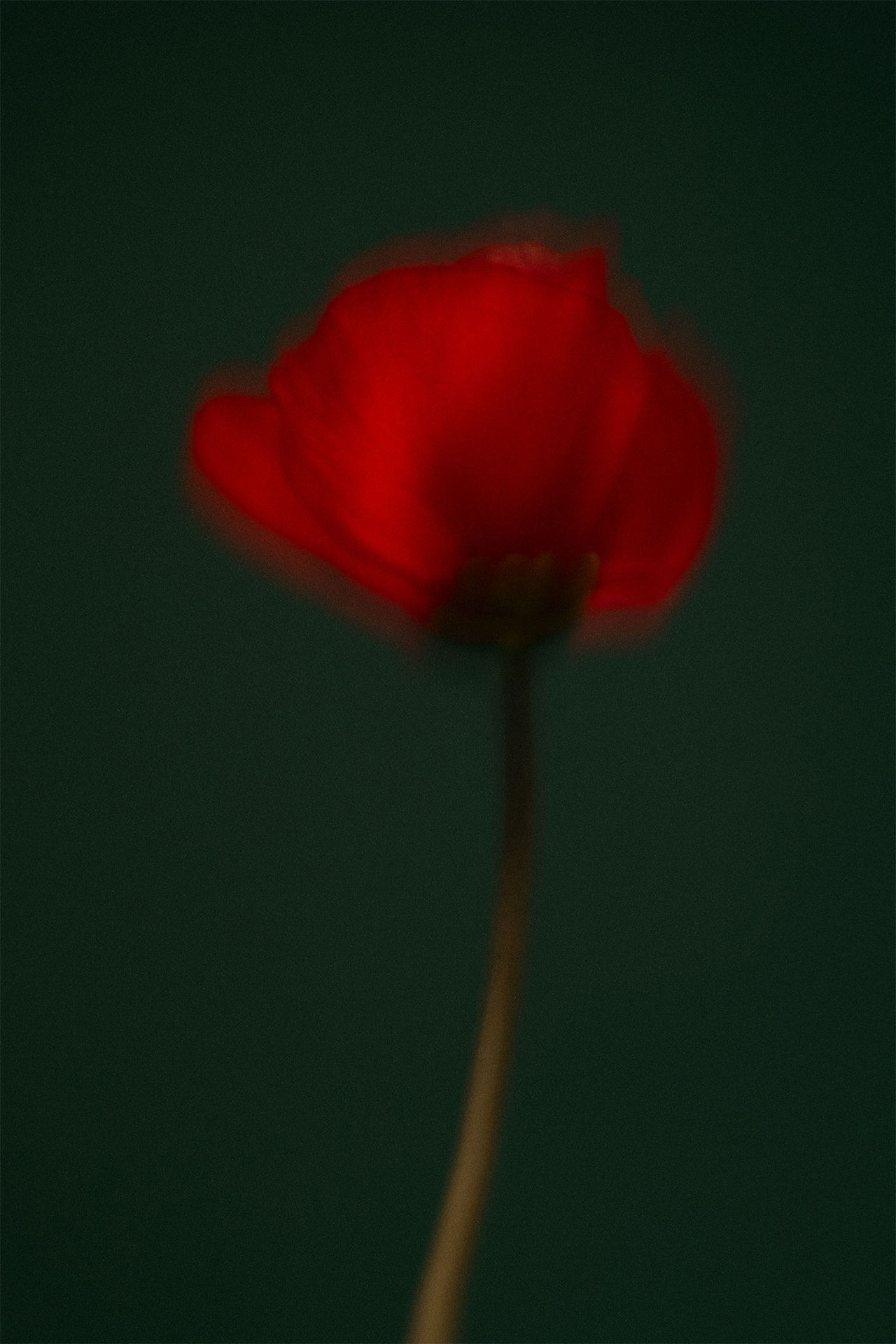 Röd blomma mot en grön bakgrund i mjukt ljus.