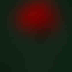 Röd blomma mot en grön bakgrund i mjukt ljus.