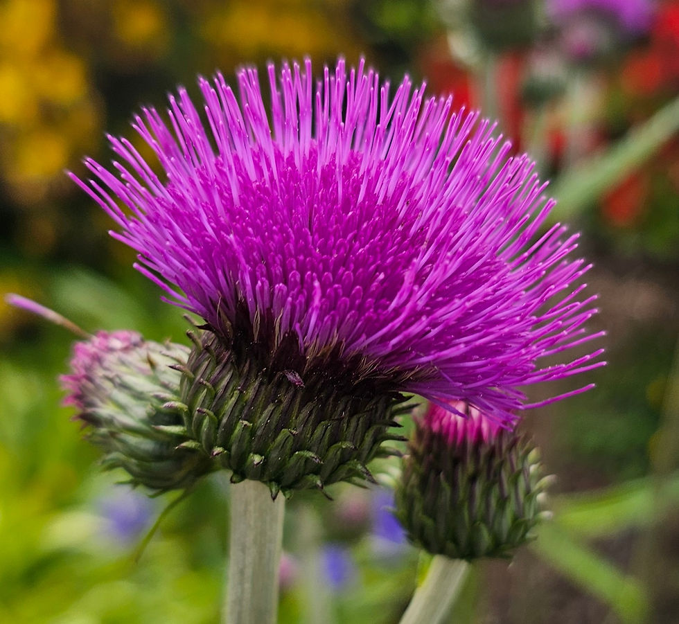 Flower of Scotland