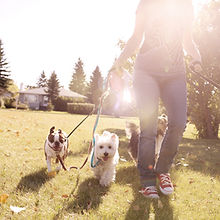 Dog Walking on a Sunny Day