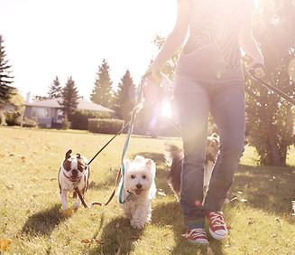 Camping La Seigneurie à Pabos : les chiens sont les bienvenus ! Promenades et nature au rendez-vous.