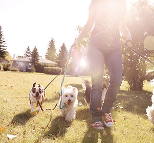 Dog Walking on a Sunny Day