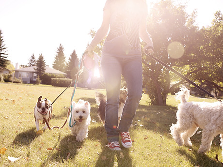 Dog Walking on a Sunny Day