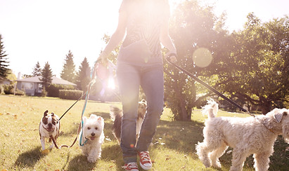 Recorriendo el perro en un día soleado
