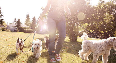 Dog Walking on a Sunny Day