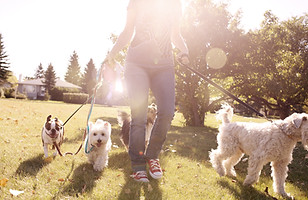 Brisbane dog parks