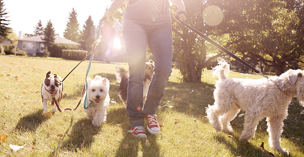 Dog Walking on a Sunny Day