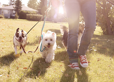 Dog Walking on a Sunny Day