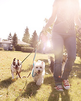Dog Walking on a Sunny Day