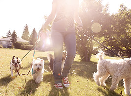 Dog Walking on a Sunny Day