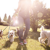 Dog Walking on a Sunny Day