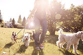 Dog Walking on a Sunny Day