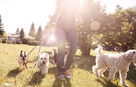 Dog Walking on a Sunny Day