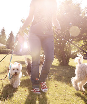 Dog Walking on a Sunny Day