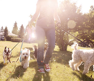 Dog Walking on a Sunny Day