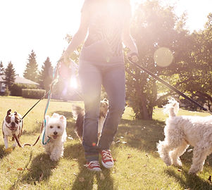 Dog Walking on a Sunny Day