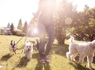 Dog Walking on a Sunny Day in Zebulon North Carolina