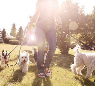 Dog Walking på en solrik dag