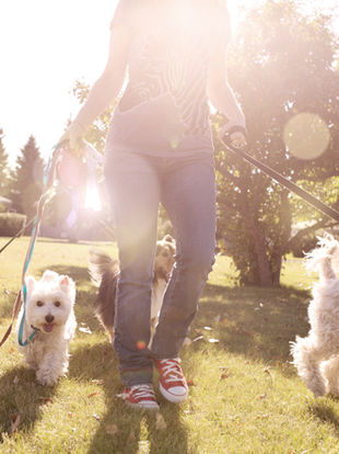 Beautiful pets communicate so clearly