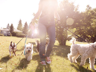 Pet Waste