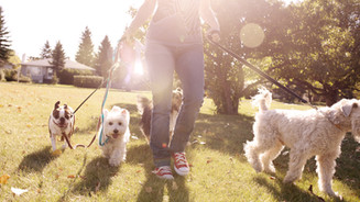 Dog Walking on a Sunny Day