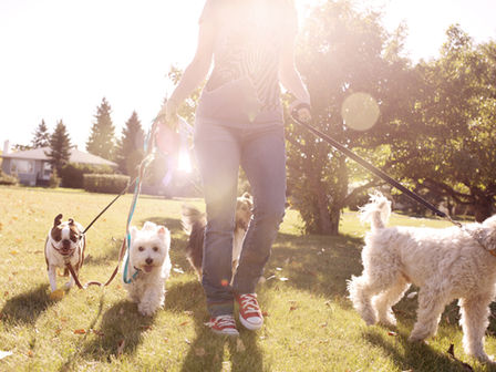 El impacto de los animales en nuestra salud