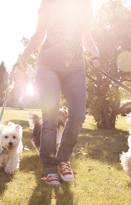 Dog Walking on a Sunny Day