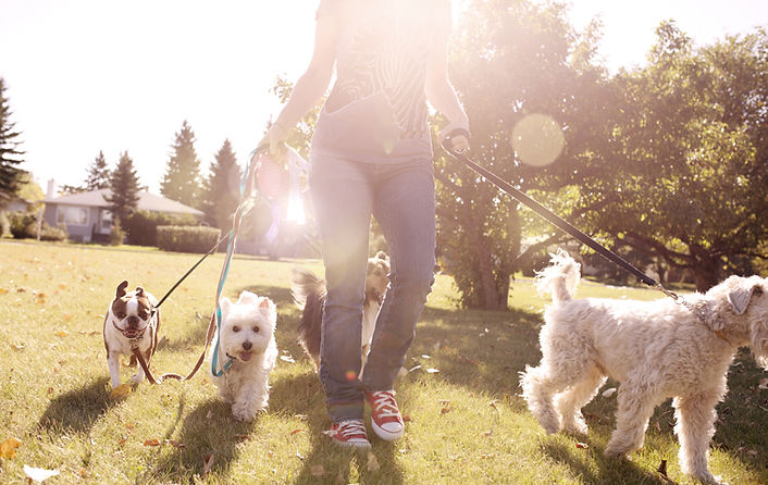 Dog Walking on a Sunny Day