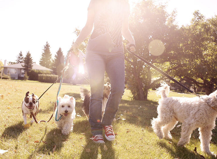 Dog Walking on a Sunny Day