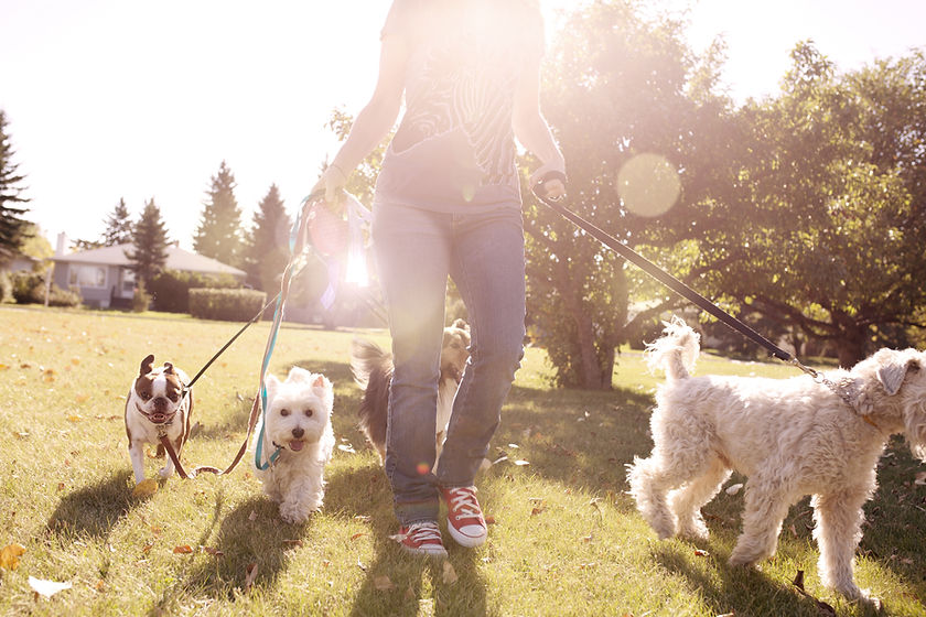 Dog Walking on a Sunny Day