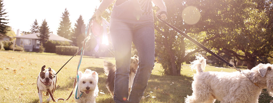 Dog Walking on a Sunny Day