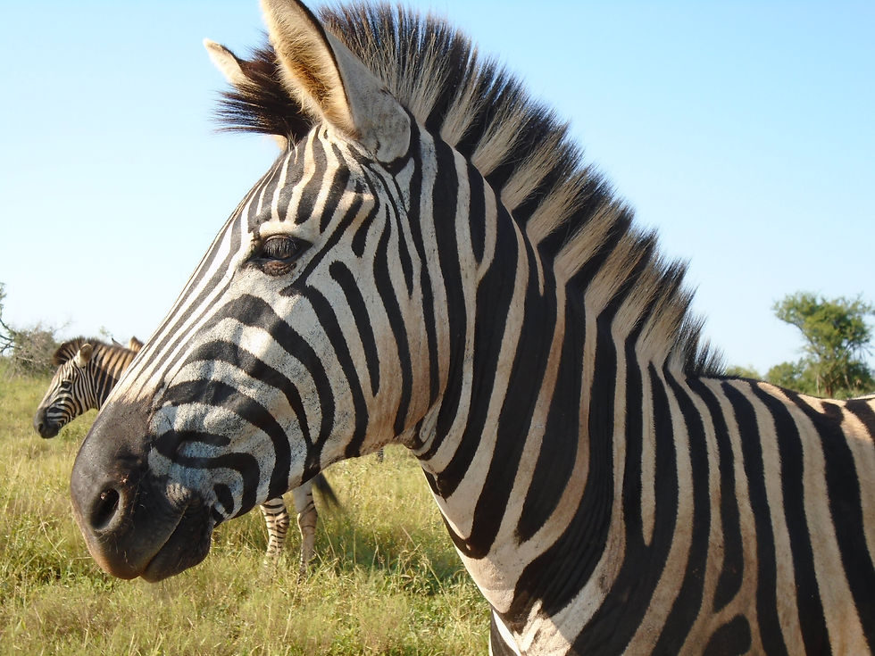 Zebra MP