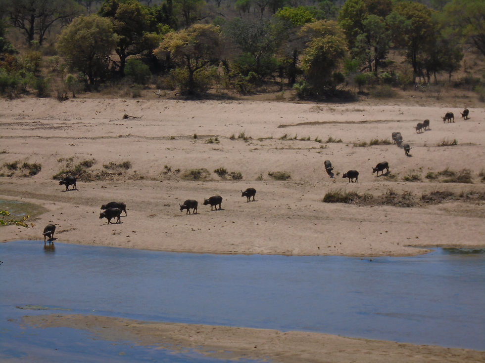 Buffelo in Kruger from MP side