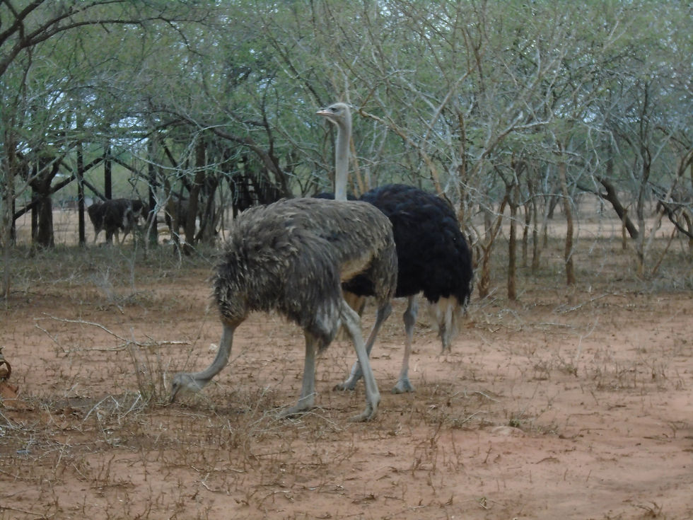 Ostrich MP