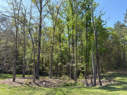 Liberty Spring