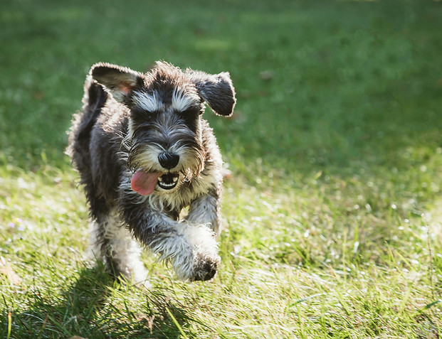 Young schnauzer dog running happy in garden following Enrich Assessment