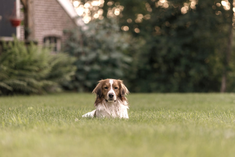 a dog lying in the grass_edited_edited.jpg