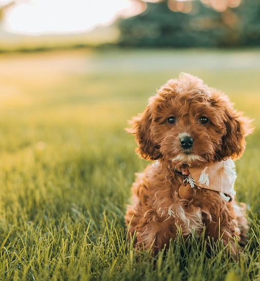 Young cockapoo resting at home in garden following Professional Referral assessment