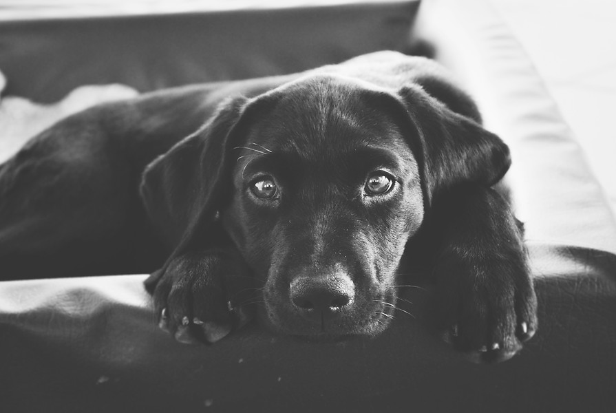 Healthy black labrador retriever resting on sofa following Professional Referral assessment