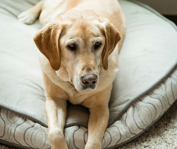 Senior yellow labrador retreiver resting on bed following Professional Referral at home assessment