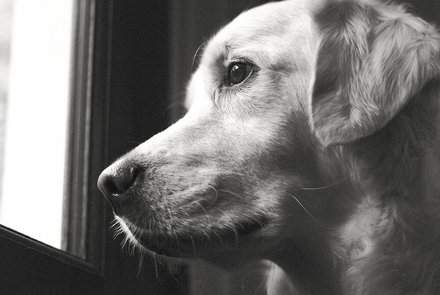 A golden retriever looks out a window._edited.jpg