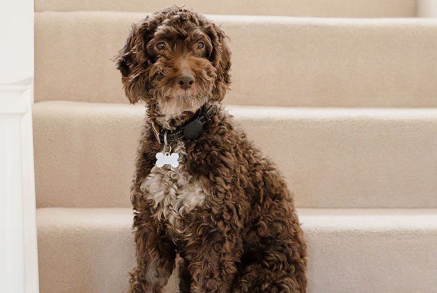 Bailey Cockapoo following Restore