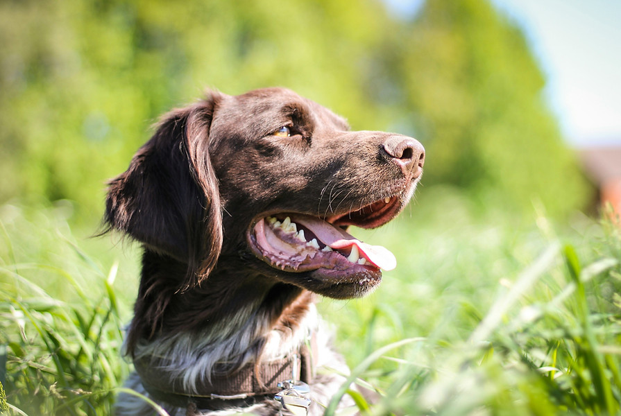 Working cocker spaniel looking happy and content following an Overseas Travel appointment