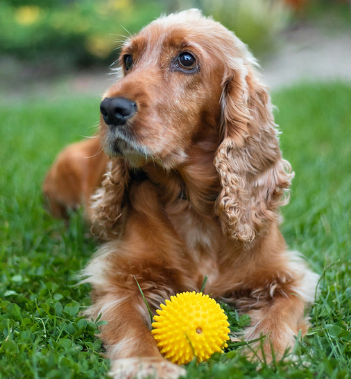 Senior cocker spaniel dog resting in garden following Restore Assessment