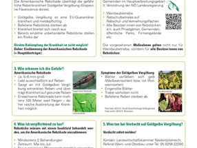 Info Landwirtschaftskammer NÖ: Rebzikade