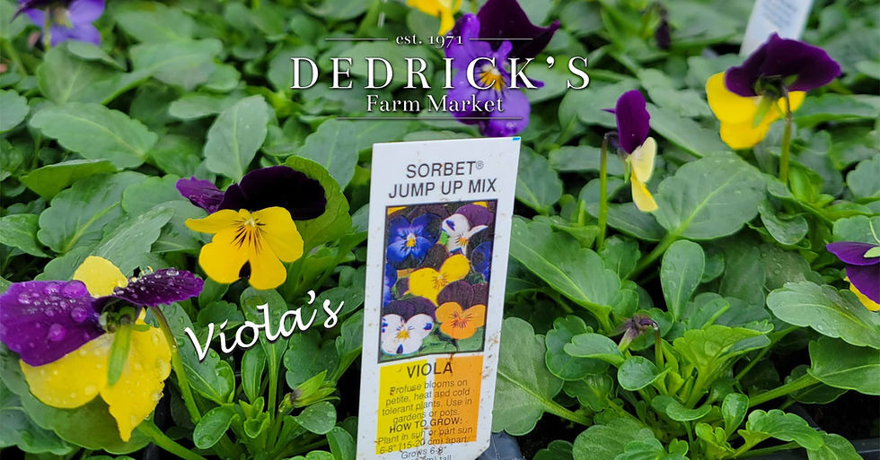Pansies at the garden nursery at Dedricks Farm Market