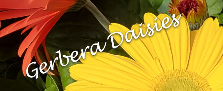 Spring flowers in the Greenhouse at Dedrick's Farm Market Dryden NY