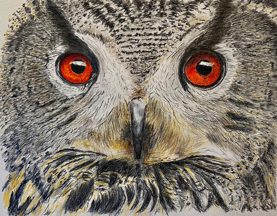 Owl, Pencil on Paper, LxWxH