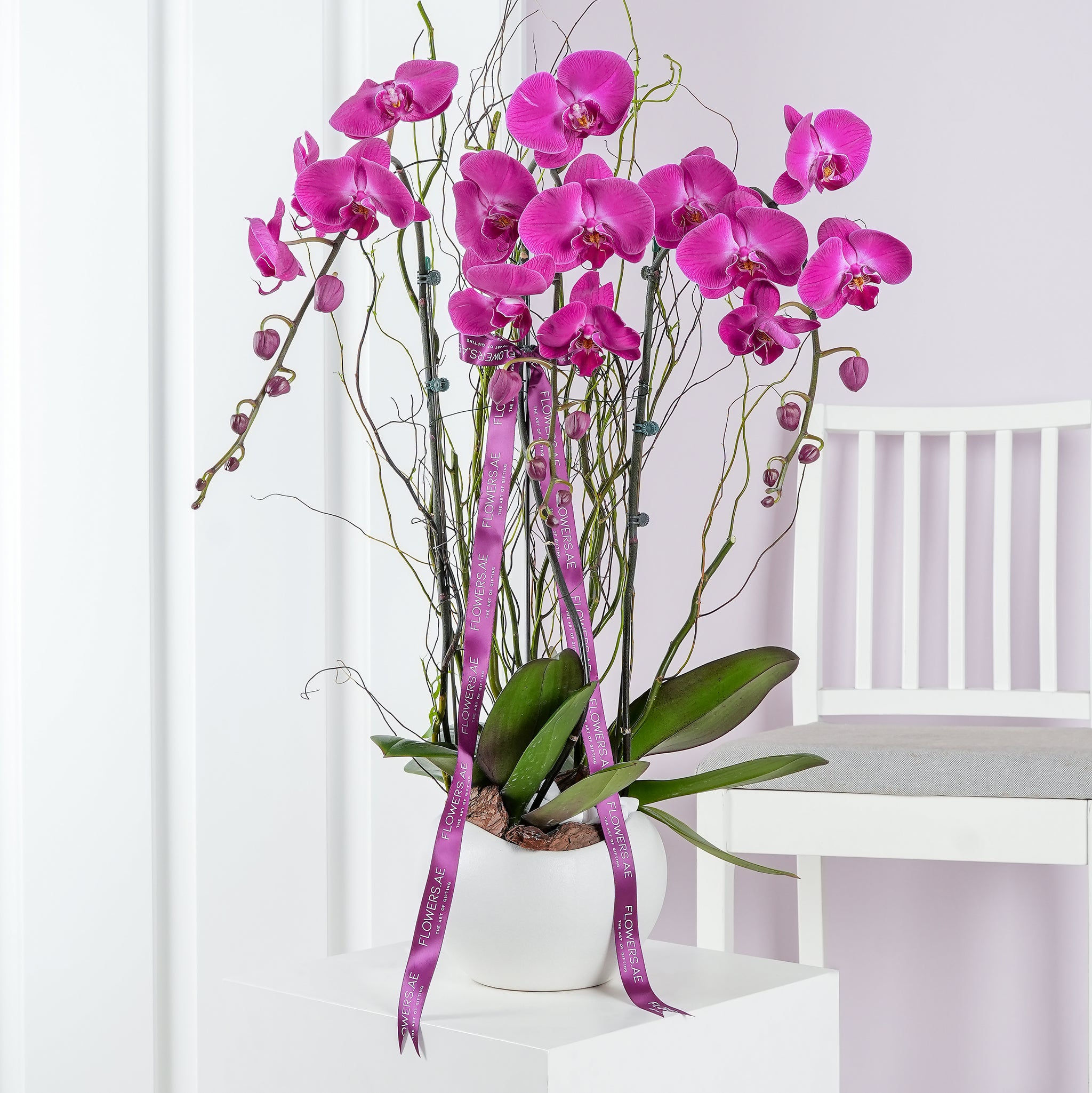Purple Orchids Plant